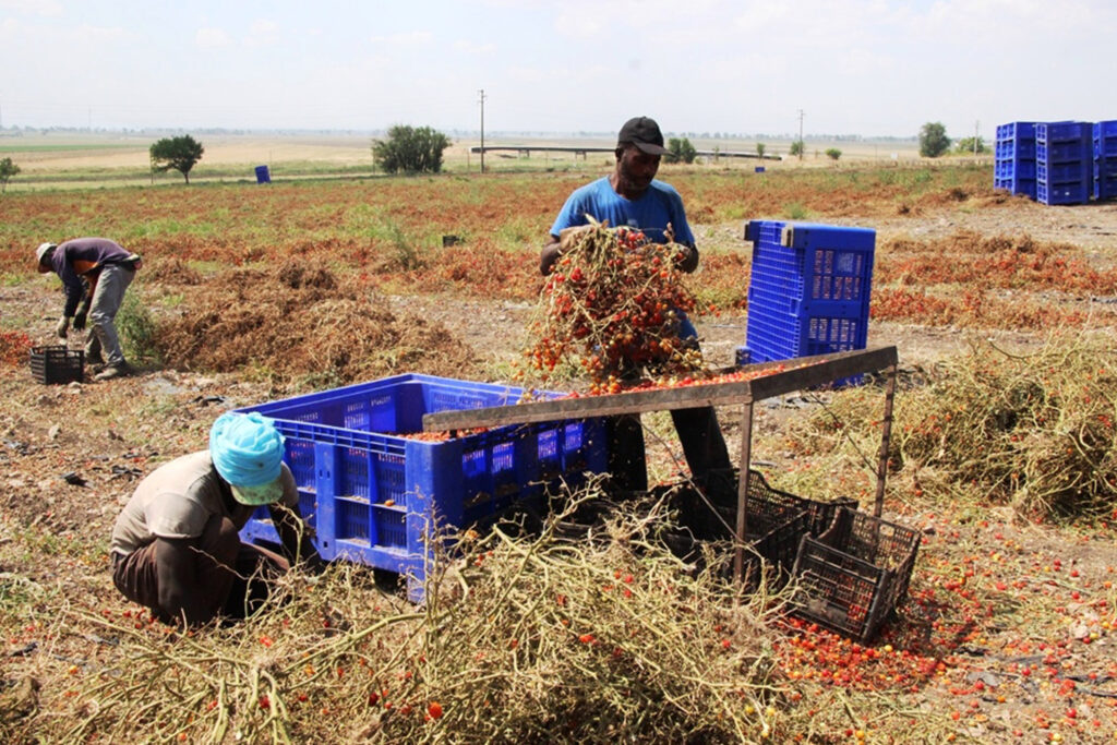 Woher kommen unsere Tomaten? Eine Reise zu den Migrant:innen in Süditalien und unseren Unterstützungsprojekten «Revolte der Würde».
