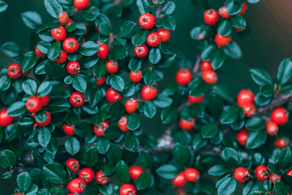 Noch im November können Interessierte als Projektsänger:innen zum Chor canta musica dazustossen. Wir freuen uns auf alle Singenden!