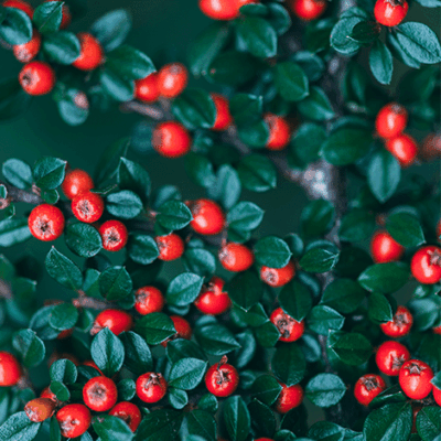 2512 Weihnachten Singen und Konzerte 470x470